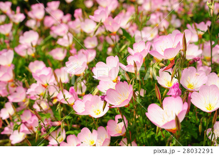 花畑 昼咲き月見草 エノテラの写真素材