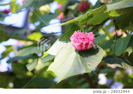 ドンベア ピンクスノーボールの花 ドンベア ピンクスノーボールの花 28032944