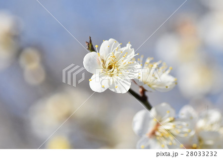 早春の梅の花 みつばち　蜜蜂　ミツバチ　梅の花　春 28033232