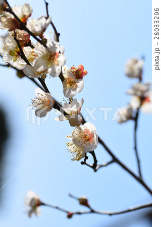 早春の梅の花(エコイメージ)みつばち 蜜蜂 ミツバチ 梅の花 春 早春の梅の花(エコイメージ)みつばち 蜜蜂 ミツバチ 梅の花 春 28033296