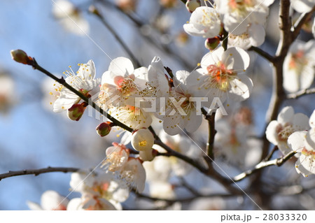 早春の梅の花(エコイメージ)みつばち 蜜蜂 ミツバチ 梅の花 春 早春の梅の花(エコイメージ)みつばち 蜜蜂 ミツバチ 梅の花 春 28033320