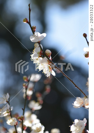 早春の梅の花（エコイメージ）みつばち　蜜蜂　ミツバチ　梅の花　春 28033322