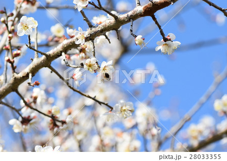 早春の梅の花(エコイメージ)みつばち 蜜蜂 ミツバチ 梅の花 春 早春の梅の花(エコイメージ)みつばち 蜜蜂 ミツバチ 梅の花 春 28033355