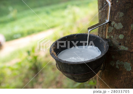 Rubber tree Rubber tree 28033705