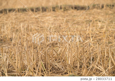 Rice field with many straw in winter Rice field with many straw in winter 28033711