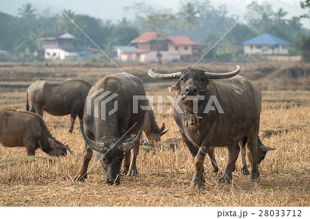 Group of Buffalo eating straw on rice field     28033712