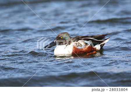 ハシビロガモ ハシビロガモ 28033804