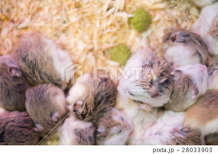 Hamsters sleeping, Pet shop 28033903