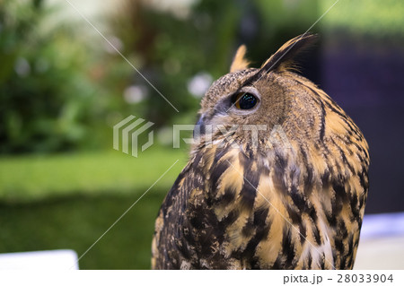 Owl 28033904