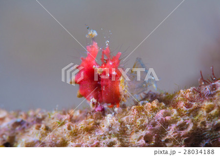 オリヅルエビ オリヅルエビ 28034188