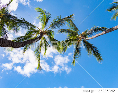 ハワイ ワイキキ パームツリー 28035342