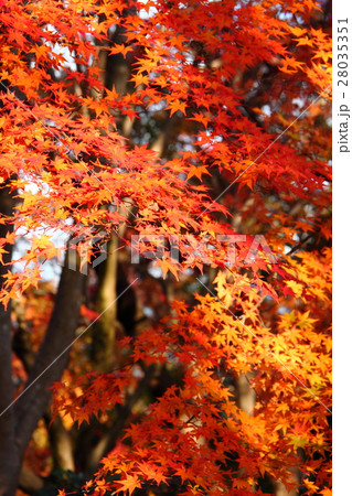 紅葉43 28035351