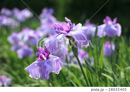 北潟湖畔花菖蒲園　花しょうぶ 28035405