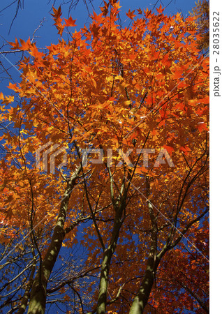 アジア人 アジアン アジア風 28035622