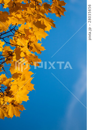Autumn leaf in sky. Autumn leaf in sky. 28035656