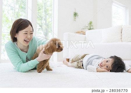 部屋で寝転ぶ親子とトイプードル 28036770