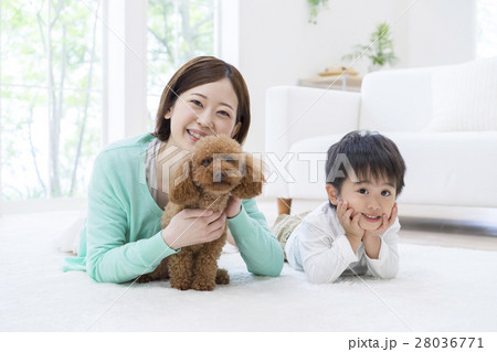 部屋で寝転ぶ親子とトイプードル 28036771