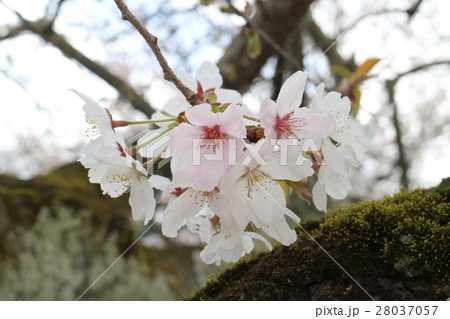 松山城の桜 松山城の桜 28037057