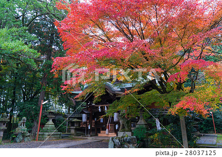 京都 粟田神社の紅葉 京都 粟田神社の紅葉 28037125