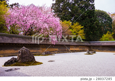 京都　龍安寺の石庭と枝垂れ桜 28037285