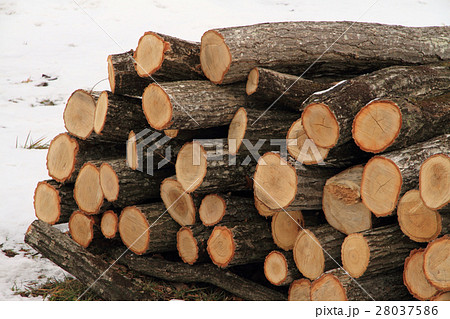 椎茸の榾木(ほだき) 椎茸の榾木(ほだき) 28037586