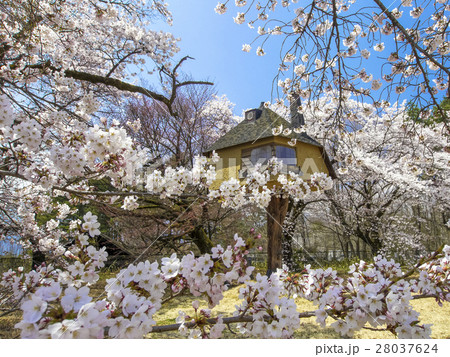 桜に囲まれたツリーハウス 28037624