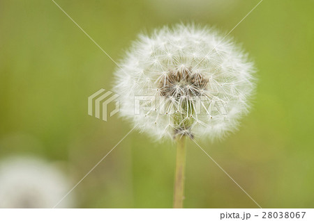 タンポポの綿毛 28038067