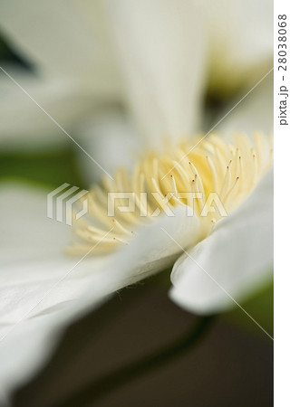 クレマチスの花のイメージ写真 28038068