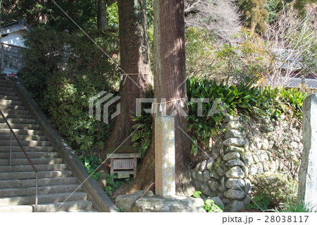 夫婦杉 夫婦杉 28038117