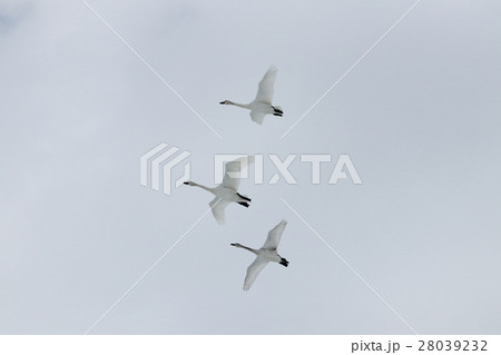 新潟県 瓢湖の 白鳥 新潟県 瓢湖の 白鳥 28039232