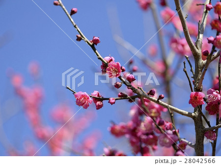 梅の花 梅の花 28042566