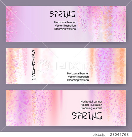 Spring background with blooming wisteria Spring background with blooming wisteria 28042768