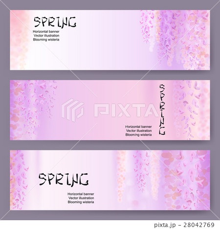 Spring background with blooming wisteria Spring background with blooming wisteria 28042769