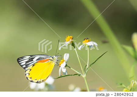 butterfly and white daisies 28042912