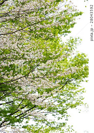 カスミザクラ 28043592