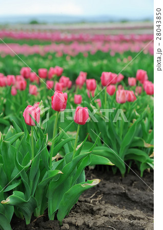 Tulips in spring field Tulips in spring field 28043850