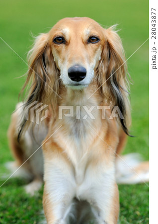 Borzoi dog in grass Borzoi dog in grass 28043877