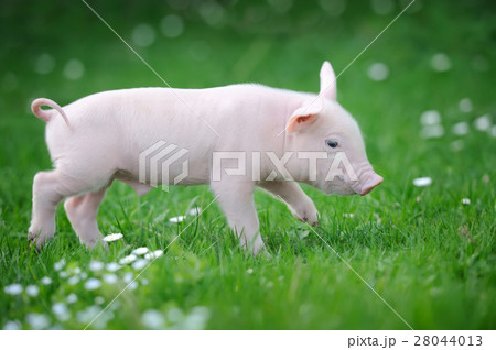 Young pig on a green grass 28044013