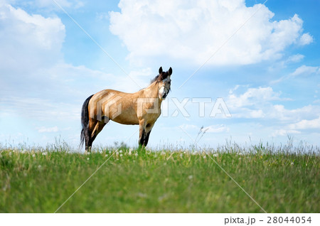 Horse 28044054