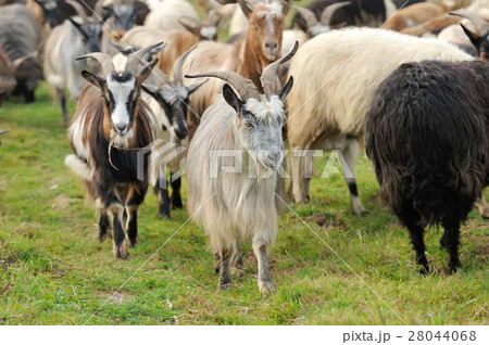 Goat in mountain. Autumn season 28044068