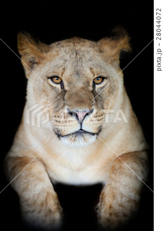 Lion 28044072