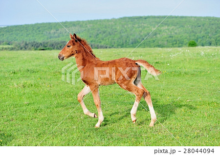 Horse 28044094