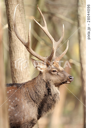 Deer Deer 28044096