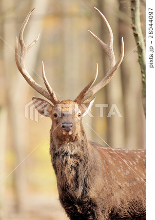 Deer in autumn forest 28044097