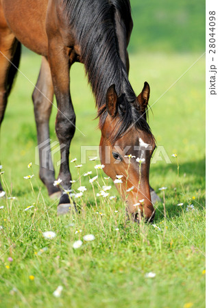 Horse Horse 28044098