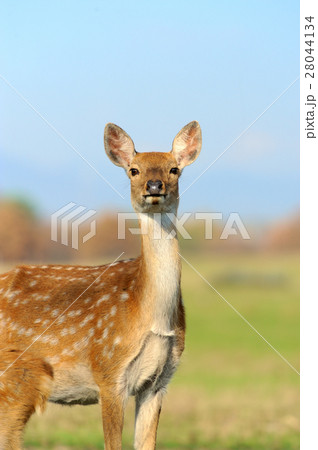 Deer 28044134