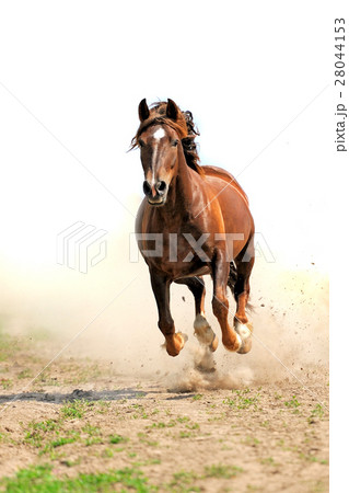 Horse 28044153