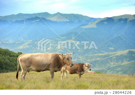 Cow in nature Cow in nature 28044226