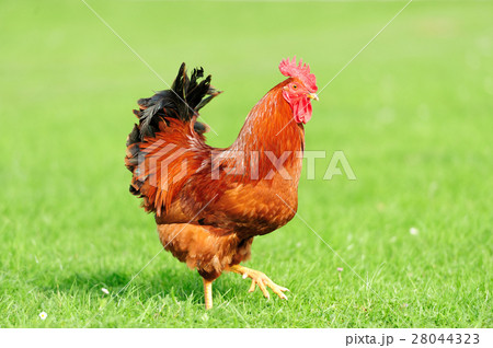 Rooster 28044323