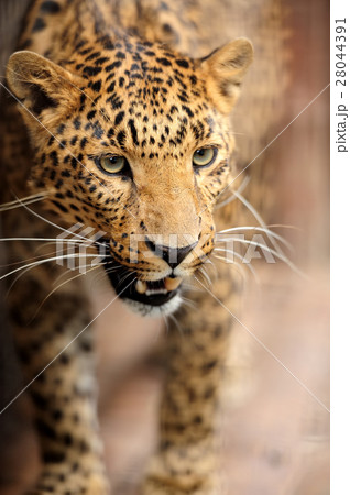 Leopard 28044391